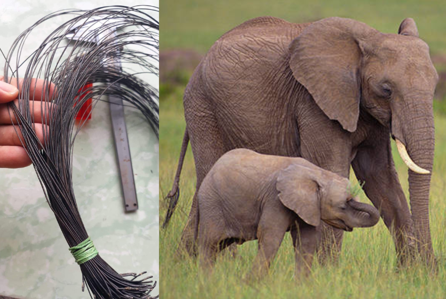 Lông đuôi của voi được dùng để chê tác nhẫn lông voi của người dân tộc Ê Đê và M’Nông ở Tây Nguyên
